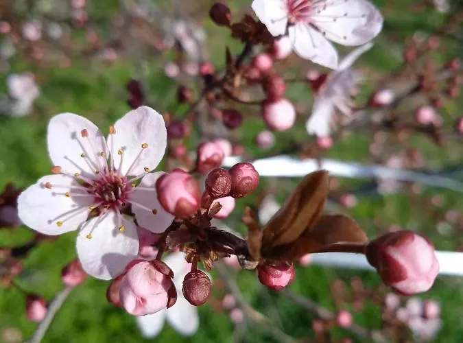 Rupe Delle Sorbe * Atella