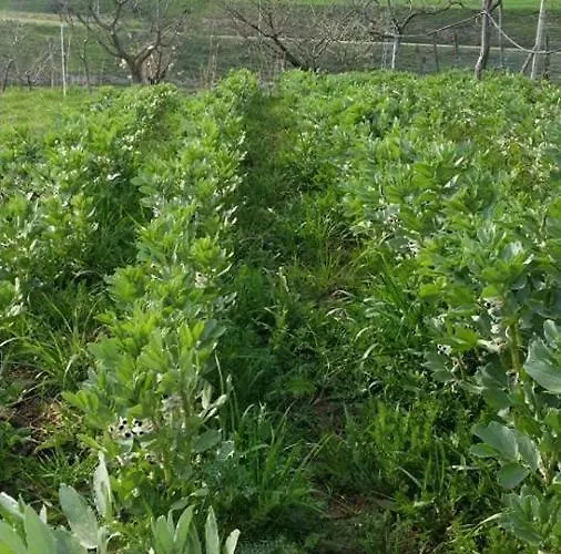 Alloggio per agriturismo Rupe Delle Sorbe